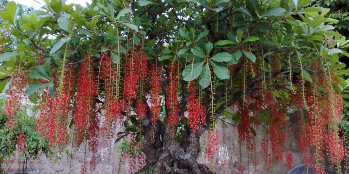 Mệnh Thổ nên trồng cây gì trong nhà hợp với mình | Tử Vi Cổ Học