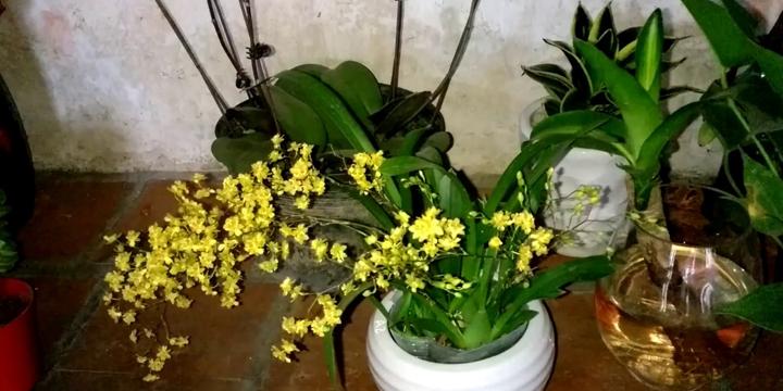 Trồng cây phong thủy trong nhà thêm thịnh vượng, phát lộc | Tử Vi Cổ Học