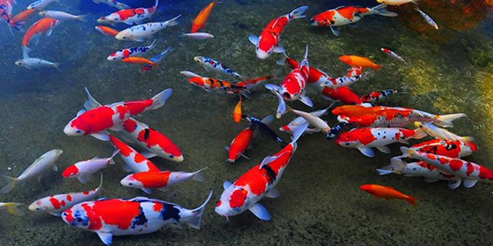 Nuôi cá phong thủy theo tuổi mang lại may mắn cho gia chủ | Tử Vi Cổ Học