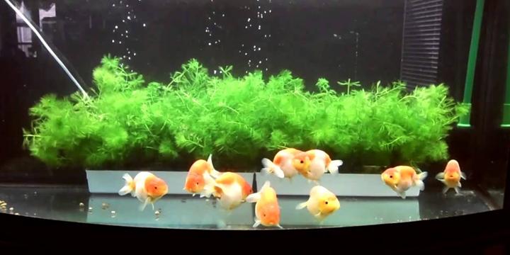 Người mệnh Mộc có nên nuôi cá cảnh, nuôi mấy con và nuôi cá gì? | Tử Vi Cổ Học