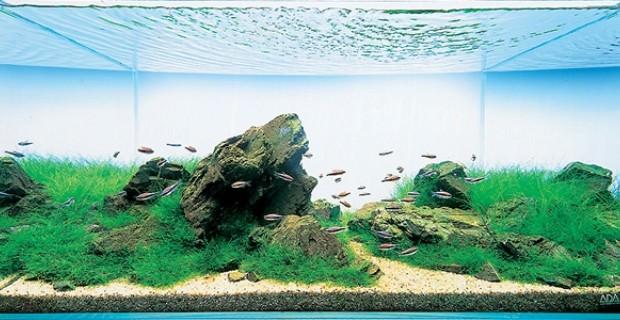 Nuôi cá cảnh theo phong thủy | Tử Vi Cổ Học