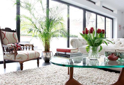 Cây cảnh phong thủy: Đặt ở vị trí nào trong nhà để “cầu gì được nấy”? | Tử Vi Cổ Học