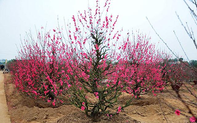 Những loài cây may mắn cát tường trong phong thủy | Tử Vi Cổ Học