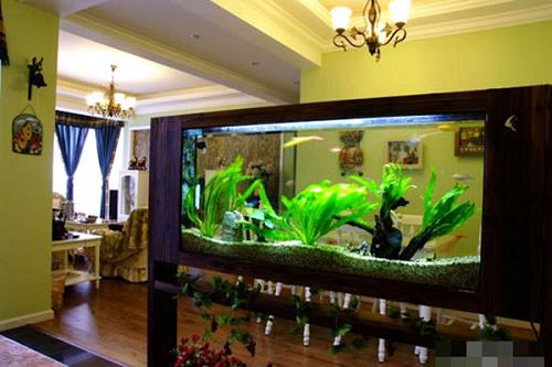 3 vị trí bày bể cá phong thủy dễ khiến gia chủ thất nghiệp | Tử Vi Cổ Học