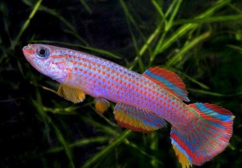 Mệnh Hỏa có nên nuôi cá, xây hòn non bộ trong nhà? | Tử Vi Cổ Học