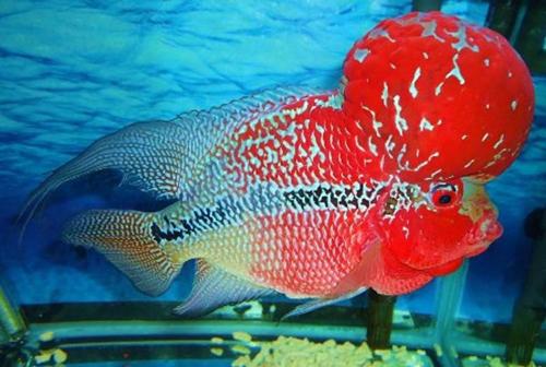 Chọn bể cá hợp phong thủy thôi là chưa đủ, muốn RƯỚC LỘC vào nhà, bạn còn phải biết chọn cá cảnh đúng “chuẩn” | Tử Vi Cổ Học