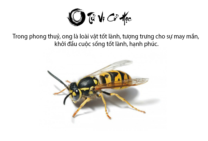 Ong bay vào nhà là điềm tốt hay xấu và ứng với con số nào