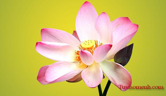 Tục lập bàn thờ vọng | Tử Vi Cổ Học