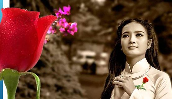 Tùy bút Bông hồng cài áo của Thiền sư Thích Nhất Hạnh | Tử Vi Cổ Học