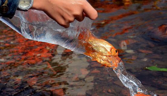 Tìm hiểu ý nghĩa tục phóng sinh cá ngày Tết ông Công ông Táo | Tử Vi Cổ Học