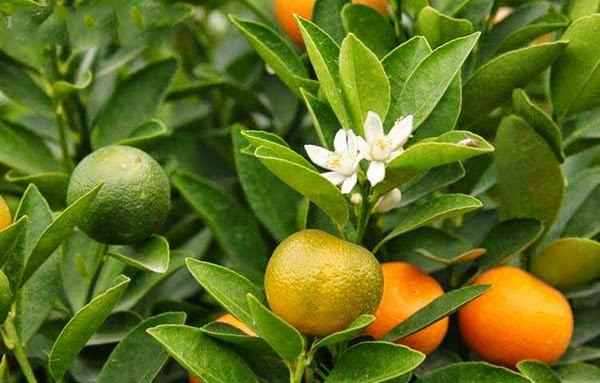 Nguồn gốc điềm lành và những điều kiêng kỵ trong ngày tết | Tử Vi Cổ Học