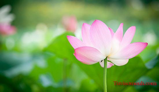 Những món ăn để cúng giỗ | Tử Vi Cổ Học