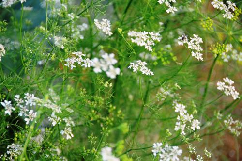 Phong tục tắm nước lá hoa mùi chiều cuối năm | Tử Vi Cổ Học