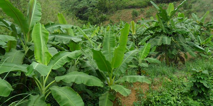 TRẺ TRỒNG NA, GIÀ TRỒNG CHUỐI | Tử Vi Cổ Học