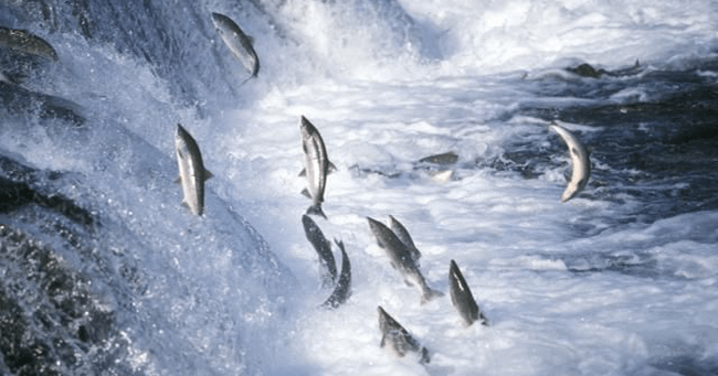 Cá lội ngược dòng cá mới sống, người vượt nghịch cảnh người thành công | Tử Vi Cổ Học