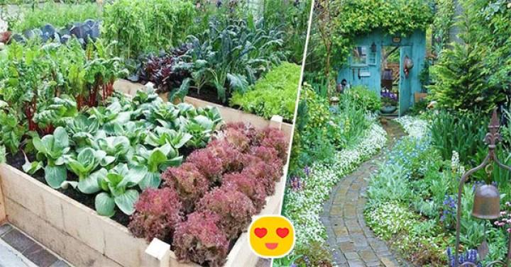 Khi già rồi, tôi sẽ tìm một mảnh vườn nhỏ, trước nhà trồng hoa, sau nhà trồng rau, một bữa trà đạm một bữa cơm thanh | Tử Vi Cổ Học