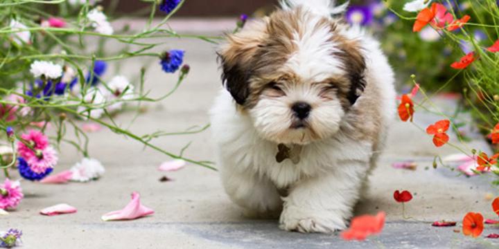 Chỉ cần LẤY CHỒNG những con giáp này sẽ trở nên GIÀU CÓ, sung sướng không ai bằng | Tử Vi Cổ Học