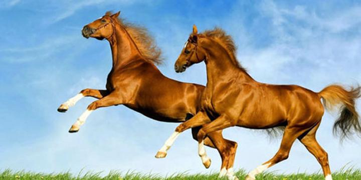 7 cặp con giáp hợp mệnh, cưới nhau là giàu sang phú quý cả đời | Tử Vi Cổ Học