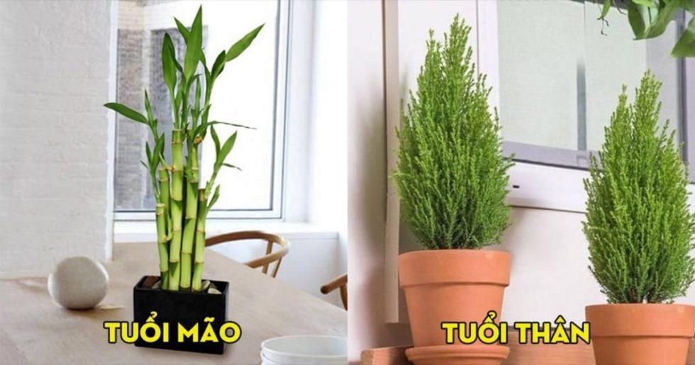12 con giáp nên trồng cây gì ? Để hợp phong thủy giúp thu hút tiền bạc, tài lộc vào nhà | Tử Vi Cổ Học