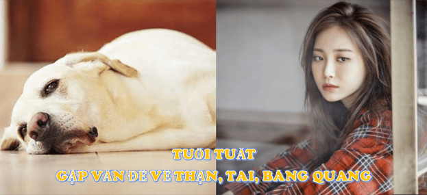 Dự báo về sức khỏe của 12 con giáp trong năm 2018 | Tử Vi Cổ Học