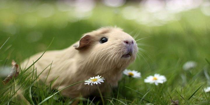 12 con giáp sinh tháng nào sẽ phú quý cả đời? | Tử Vi Cổ Học