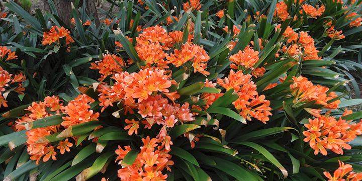 Cây cảnh hợp tuổi 12 con giáp theo phong thủy | Tử Vi Cổ Học