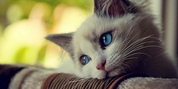 Con giáp này phải đề phòng kẻ thứ 3 trong năm 2017 | Tử Vi Cổ Học