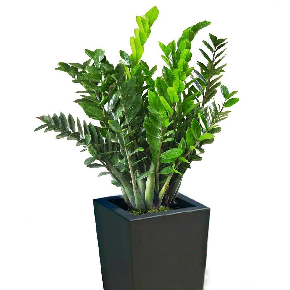 TIỀN VÀO NHƯ SUỐI khi trồng 12 cây cảnh hợp với tuổi của bạn | Tử Vi Cổ Học