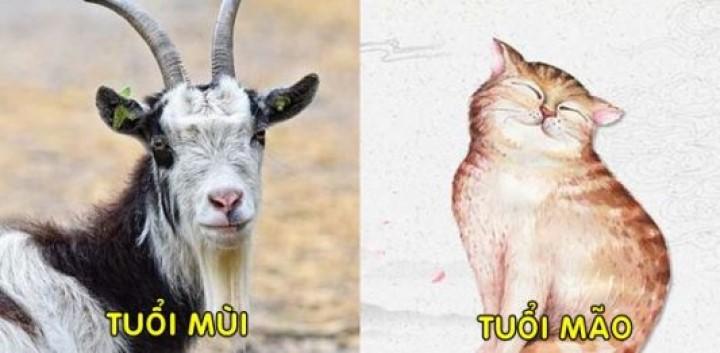 Ai có bạn bè, người thân thuộc con giáp này xin chúc mừng vì được hưởng vinh hoa phú quý suốt đời | Tử Vi Cổ Học