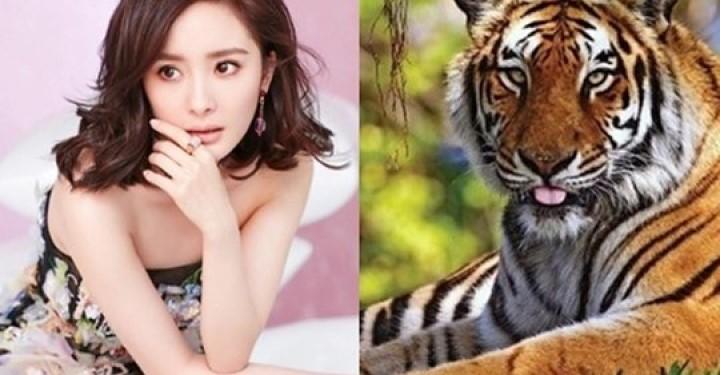 Trời chấm số 3 con giáp nhìn thì ‘hổ báo’ nhưng nhân hậu từ tâm, vận may theo chân nhau kéo về | Tử Vi Cổ Học