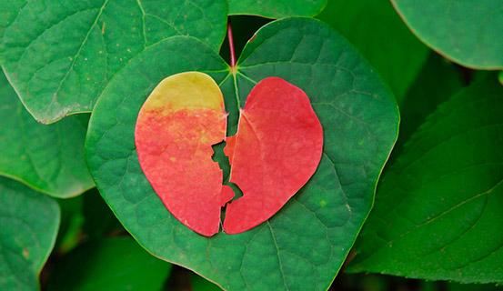 Tử vi trọn đời 2014 Canh Tuất (nam) | Tử Vi Cổ Học