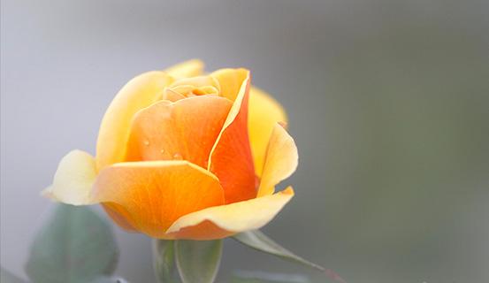 Tử vi trọn đời 2014 Giáp Thìn (nam) | Tử Vi Cổ Học