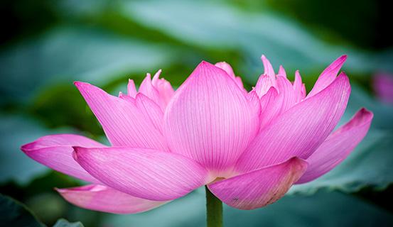 Tử vi trọn đời 2014 Bính Thân (nữ) | Tử Vi Cổ Học