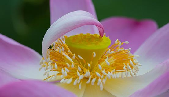 Tử vi trọn đời 2014 Kỷ Tỵ (nam) | Tử Vi Cổ Học