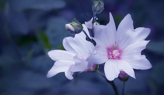 Tử vi trọn đời 2014 Mậu Ngọ (nữ) | Tử Vi Cổ Học