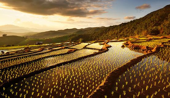 Tử vi trọn đời 2014 Tân Mão (nữ) | Tử Vi Cổ Học