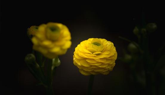 Tử vi trọn đời 2014 Nhâm Dần (nam) | Tử Vi Cổ Học